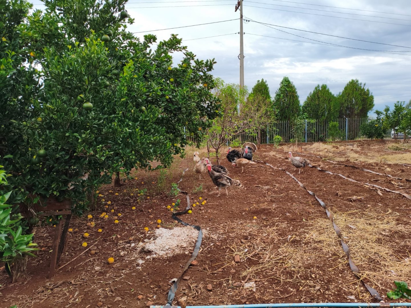 Foto 11